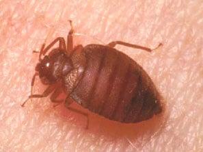 Bed Bug Extermination Services