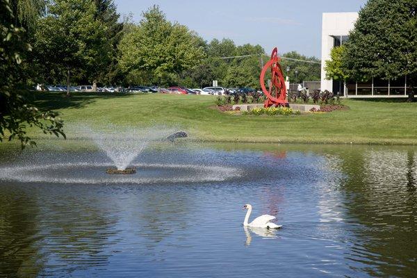 Swans at the pond on campus