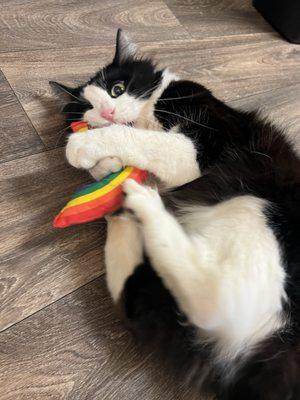 Have loved the catnip rainbow  toy since they were kittens! Had to replace their older ones!