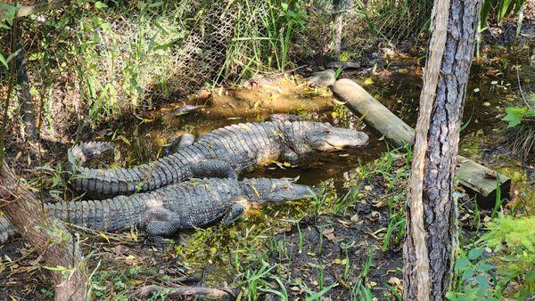 Shallotte River Swamp Park