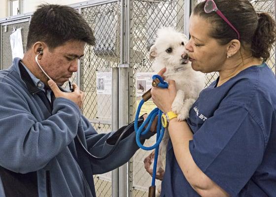 Dr and RVT examining shelter pet.