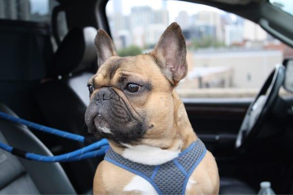 @meatball_da_frenchie loves ridding shotgun!