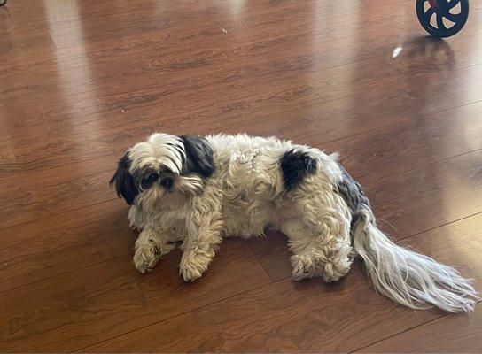 Her coat was hacked all up. She wasn't even brushed well. In a couple weeks I'll get her to another groomer. Horrible experience.