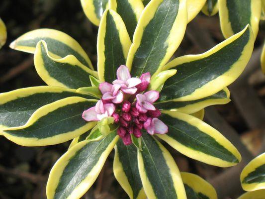 Winter Daphne is one of our most well known crops grown.