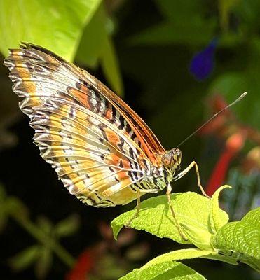 Cethosia Cyane August 20, 2024 Butterflies & Blooms