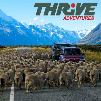 Sheep block the road in a southern alps valley of New Zealand