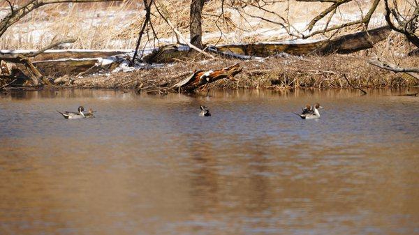 Pintails