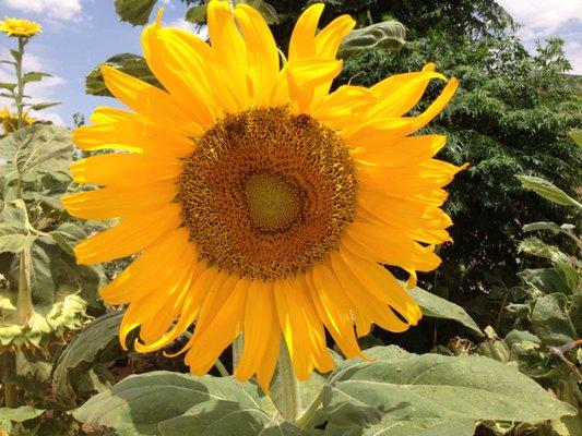 Sun Flowers blooming in the summer.