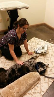 Jasper receiving acupuncture and laser.