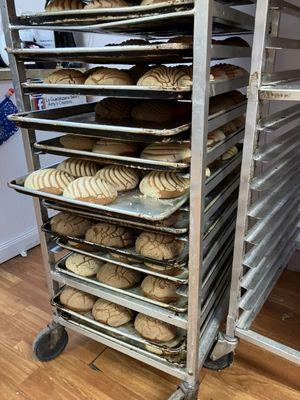 Trays of fresh conchas