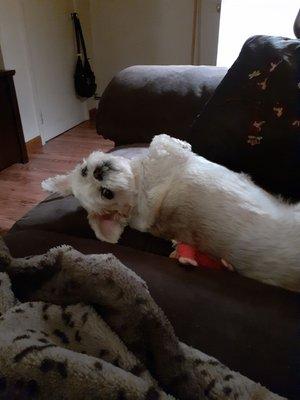 Bella relaxing after her day at the groomers. She looks beautiful & happy.