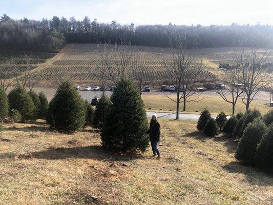 Picked our tree!