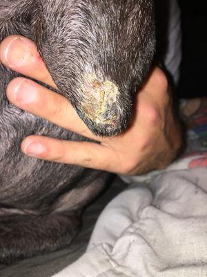 An injury my dog sustained from being boarded at Long Veterinary Clinic, that they lied/didn't inform us about.