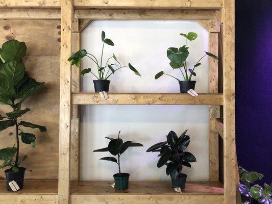 Monstera and Rubber Tree Plants are shiny and ready for homes!