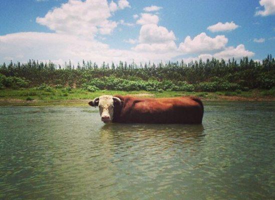 A cow friend I met along the way