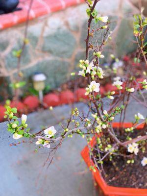 Bought this Blossoms at the front door vendor for Tet