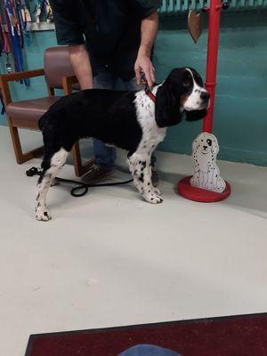 A new client,  10 mnth.springer spaniel, took down feathers