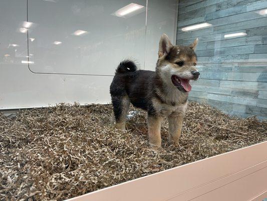 Newer remodeled doggie pens. Better than the grated cages. Much cleaner.