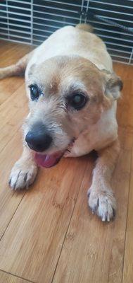 Fur Baby, Malcolm so happy to be cut and clean...this time of the year is awful for his allergies. Malcolm says thank you, Christine.