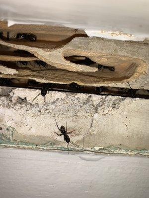 Do you think you may have a Carpenter Ant infestation in your home? Contact us today!