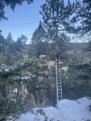 Our cat it stuck at the very top of this tree.