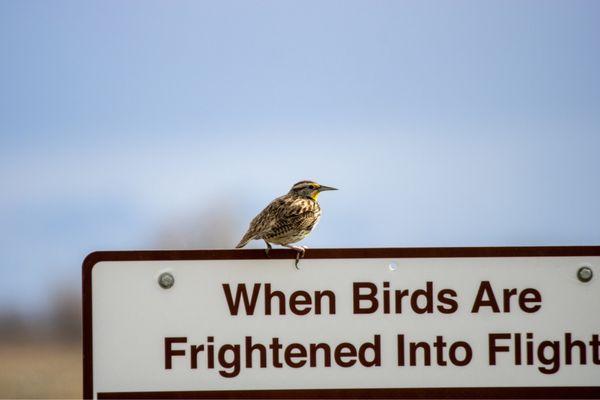 Meadowlark! The western version, with a bright yellow chest!