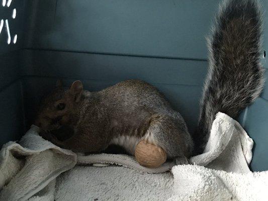 My squirrel buddy post treatment, right before his release!