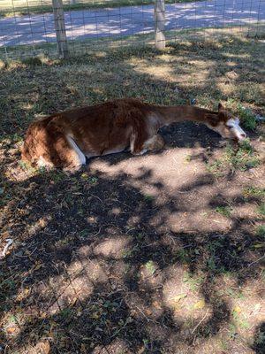 Those  Lazy-Hazy Crazy Days of Summer  wore him out