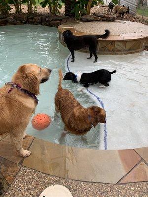 Levi getting cool down in the water after a good run with his Buds!