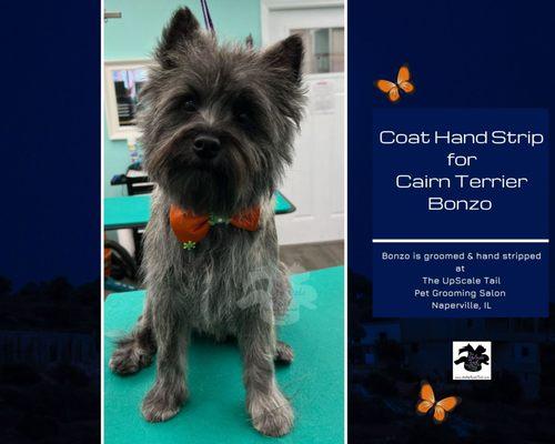 Hand Stripping for Cairn Terrier Bonzo