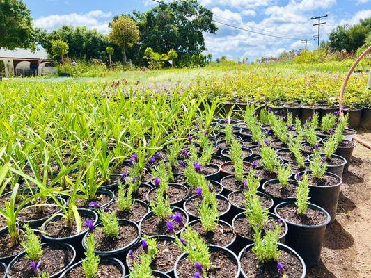 Spanish Lavender