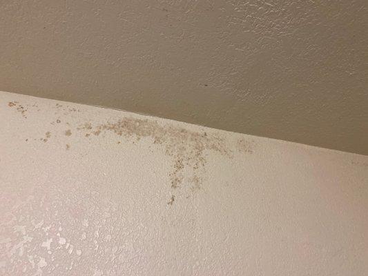 Mold in bathroom area