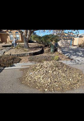 Yard clean up of moldy leaves