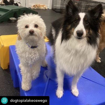 Doug and Ivy in the ToyBox