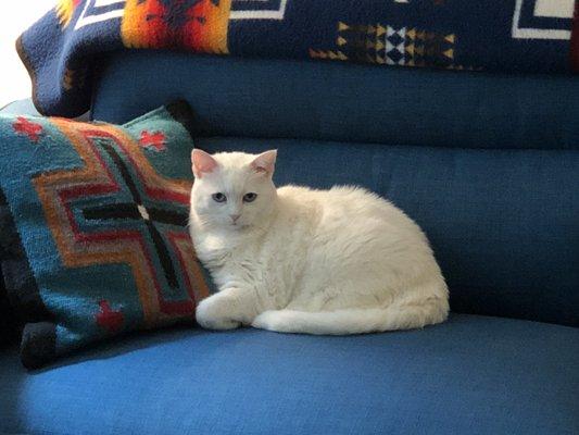 Sugar on her favorite couch