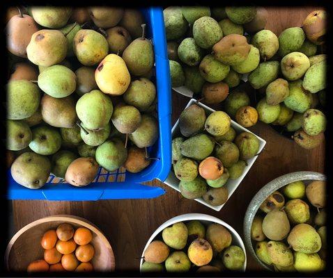 Local, unsprayed pears that I used in my baking.