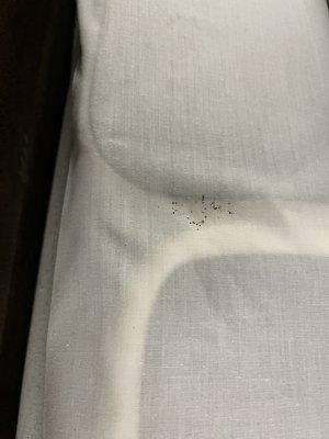 Bed bug droppings between mattress and box spring - they denied that's what it was. GOOGLE IT