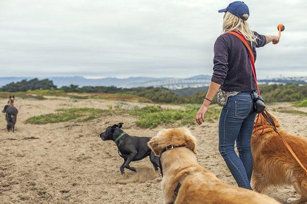 Fetch At Fort Funston