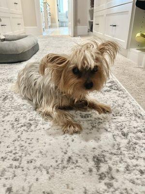 14 yr old Yorkie