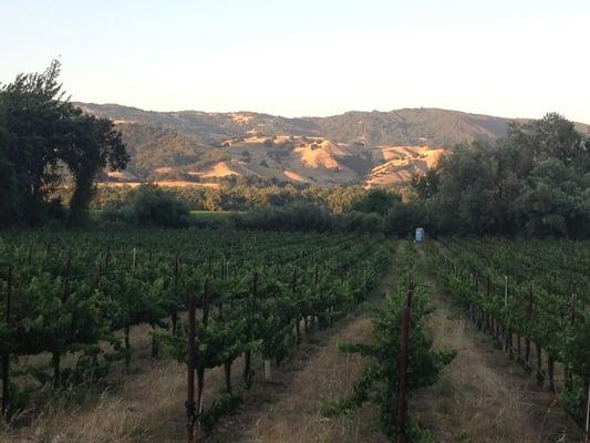 Looking towards the East over the Fetzer Vineyard.