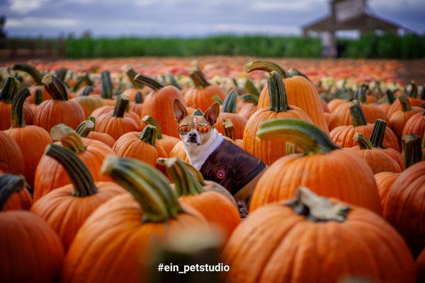 Early in October. Still full of pumpkins to pick from.