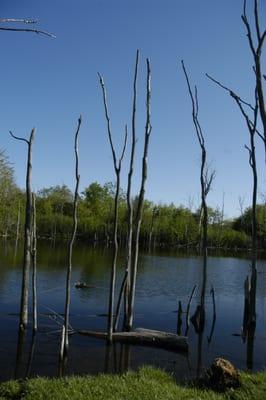 West Bloomfield Trail