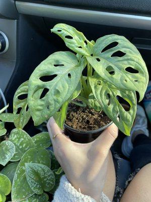 Monstera Adansonii and Satin Pothos