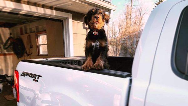 My dog loves the new truck!