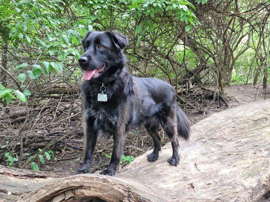 Dog park happy.