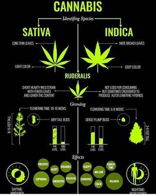 Cannabis