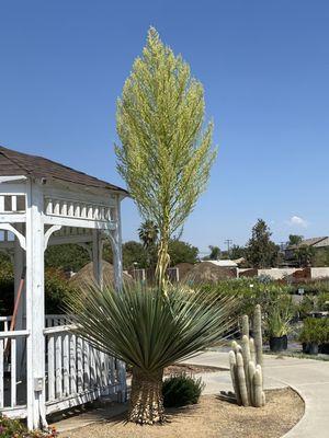 Sunshine Growers Nursery