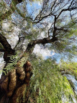 Old Knotty Pepper Tree in the front.