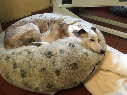 Benny was tired out, so he took a nice nap on his bed! Our boarders get quite comfortable here.