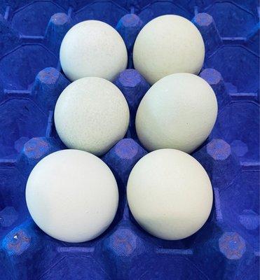 Pretty blue eggs $1 each